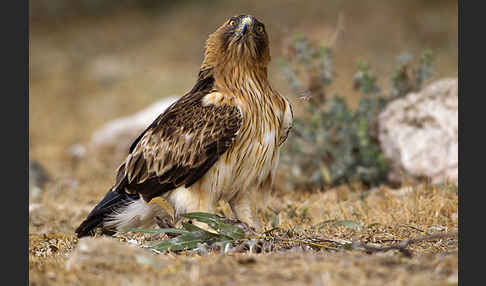 Zwergadler (Aquila pennata)