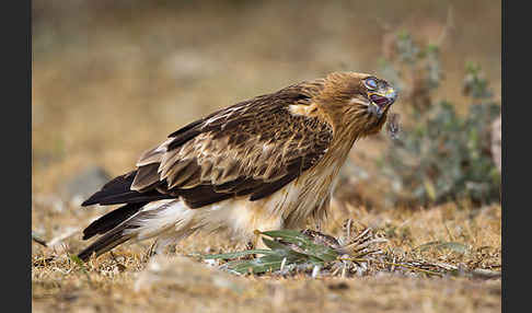 Zwergadler (Aquila pennata)