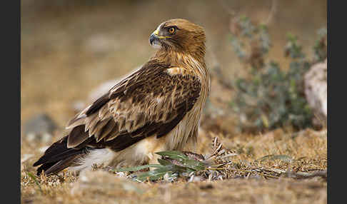 Zwergadler (Aquila pennata)