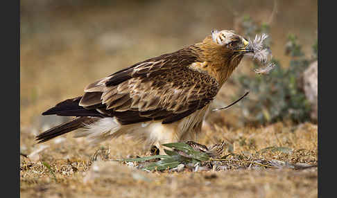 Zwergadler (Aquila pennata)