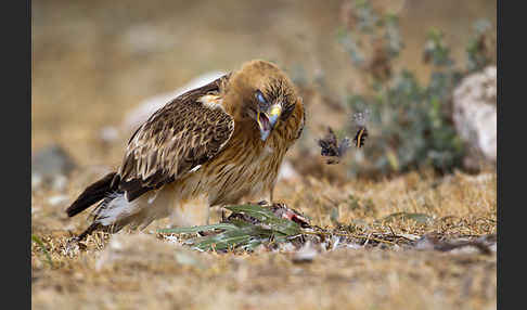 Zwergadler (Aquila pennata)