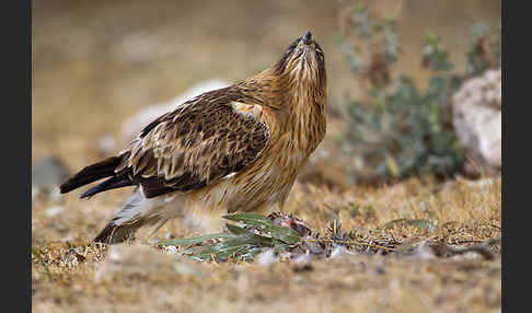 Zwergadler (Aquila pennata)