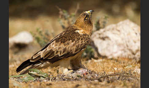 Zwergadler (Aquila pennata)