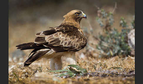 Zwergadler (Aquila pennata)