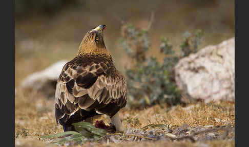 Zwergadler (Aquila pennata)