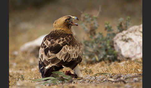 Zwergadler (Aquila pennata)