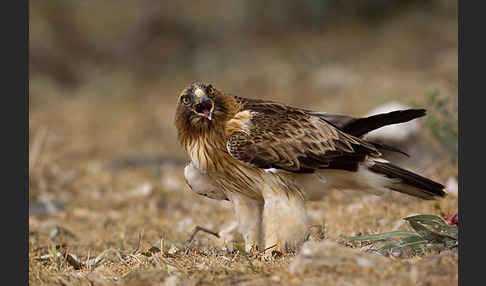 Zwergadler (Aquila pennata)