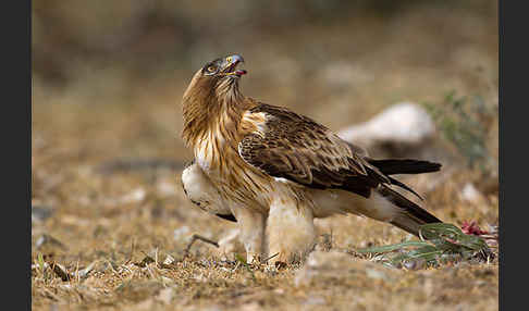 Zwergadler (Aquila pennata)