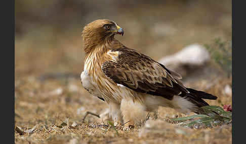 Zwergadler (Aquila pennata)