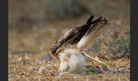 Zwergadler (Aquila pennata)