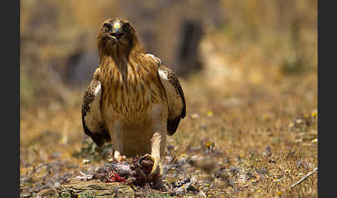 Zwergadler (Aquila pennata)