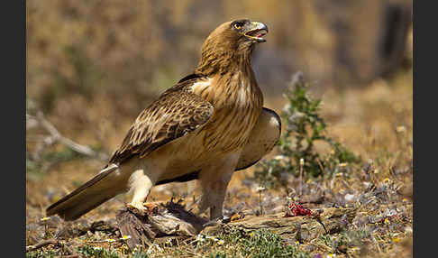 Zwergadler (Aquila pennata)