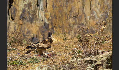 Zwergadler (Aquila pennata)