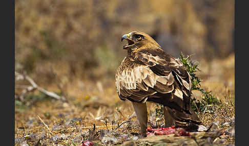 Zwergadler (Aquila pennata)