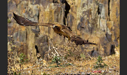 Zwergadler (Aquila pennata)