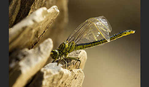 Westliche Keiljungfer (Gomphus pulchellus)