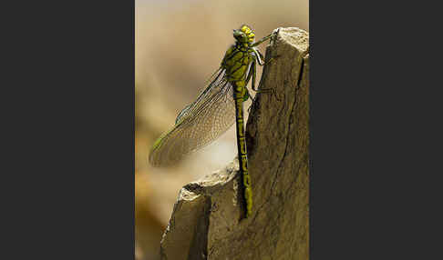 Westliche Keiljungfer (Gomphus pulchellus)