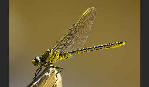 Westliche Keiljungfer (Gomphus pulchellus)