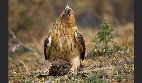 Zwergadler (Aquila pennata)