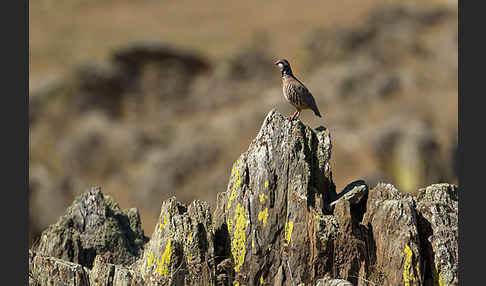 Rothuhn (Alectoris rufa)