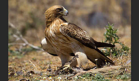 Zwergadler (Aquila pennata)