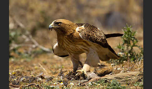 Zwergadler (Aquila pennata)