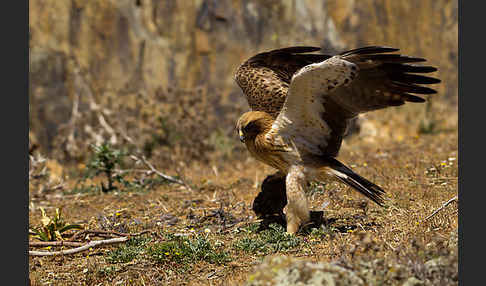 Zwergadler (Aquila pennata)