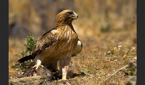 Zwergadler (Aquila pennata)