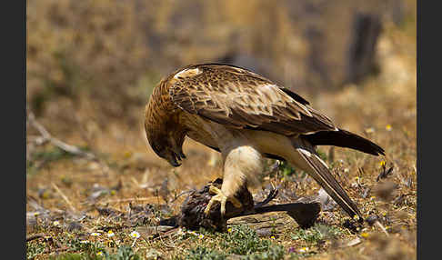 Zwergadler (Aquila pennata)