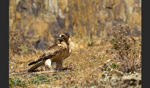 Zwergadler (Aquila pennata)