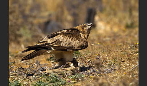 Zwergadler (Aquila pennata)