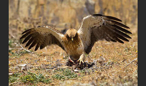 Zwergadler (Aquila pennata)