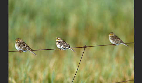 Grauammer (Miliaria calandra)