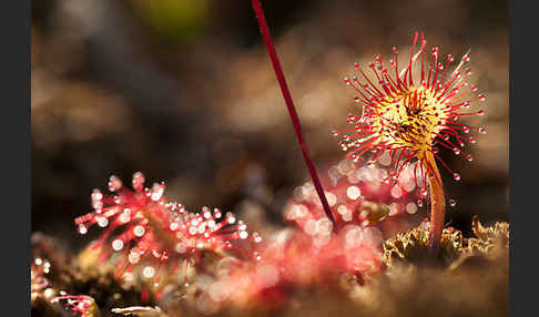 Rundblättriger Sonnentau (Drosera rotundifolia)