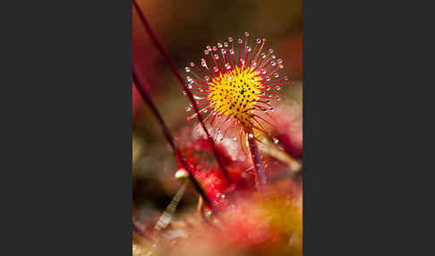 Rundblättriger Sonnentau (Drosera rotundifolia)