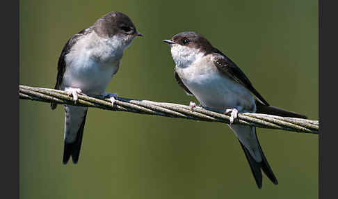 Mehlschwalbe (Delichon urbica)