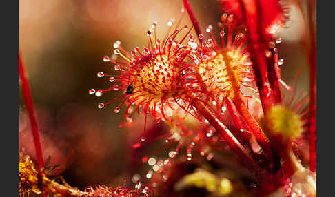 Rundblättriger Sonnentau (Drosera rotundifolia)