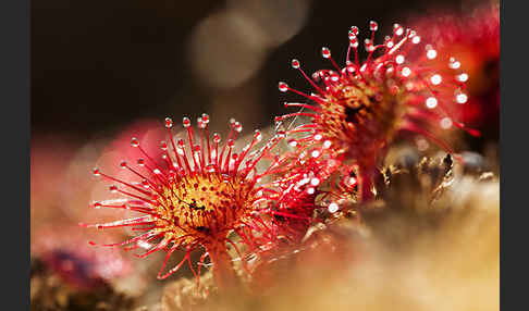 Rundblättriger Sonnentau (Drosera rotundifolia)