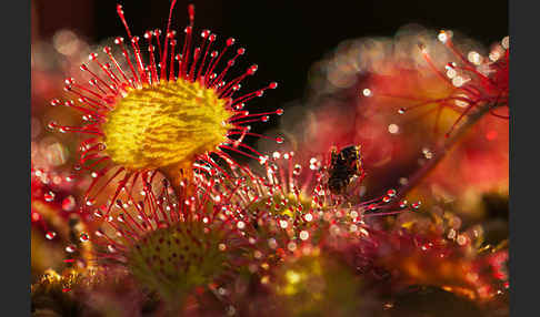 Rundblättriger Sonnentau (Drosera rotundifolia)