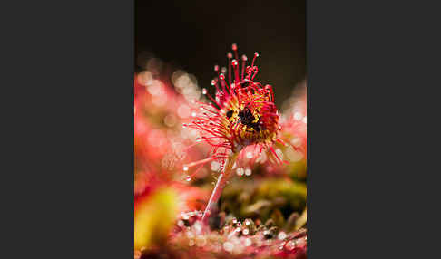 Rundblättriger Sonnentau (Drosera rotundifolia)