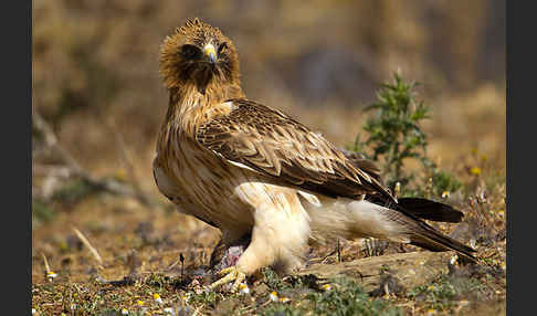 Zwergadler (Aquila pennata)