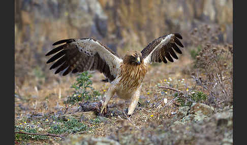 Zwergadler (Aquila pennata)