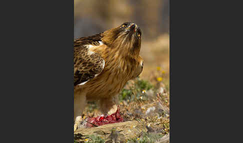 Zwergadler (Aquila pennata)