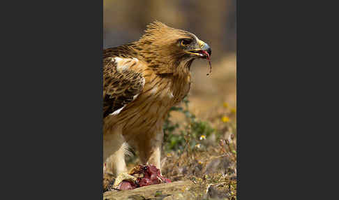 Zwergadler (Aquila pennata)