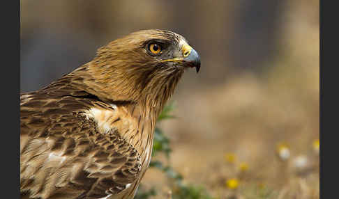 Zwergadler (Aquila pennata)