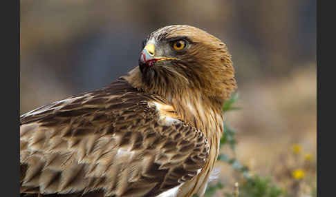 Zwergadler (Aquila pennata)