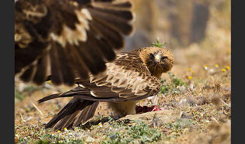 Zwergadler (Aquila pennata)