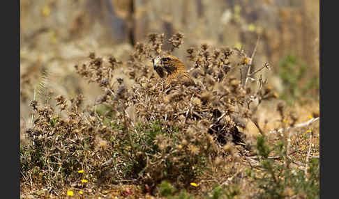 Zwergadler (Aquila pennata)