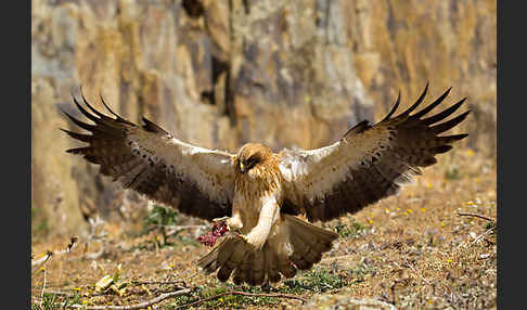 Zwergadler (Aquila pennata)