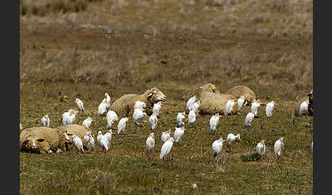 Hausschaf (Ovis gmelini aries)